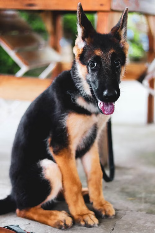 German shepherd puppies raised at Jessica Shepherds