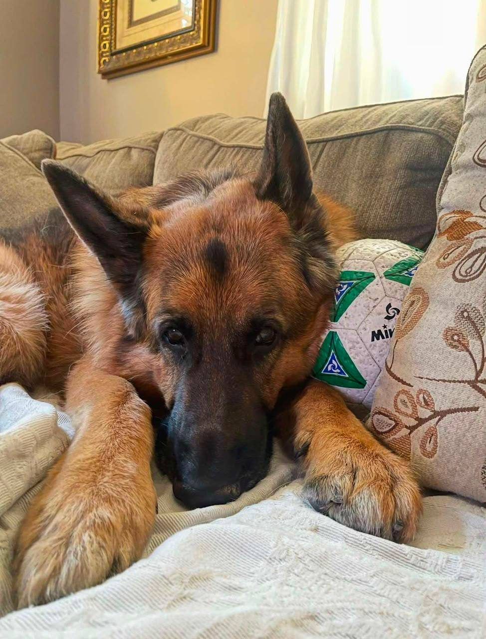 Black & Tan adult german shepherd Male - Caesar from Jessica Shepherds