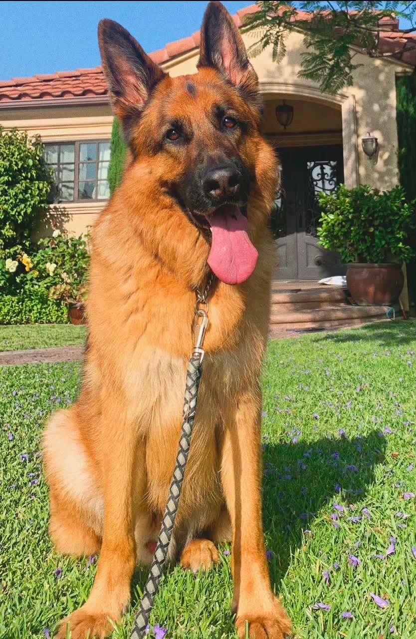 Caesar photo 2