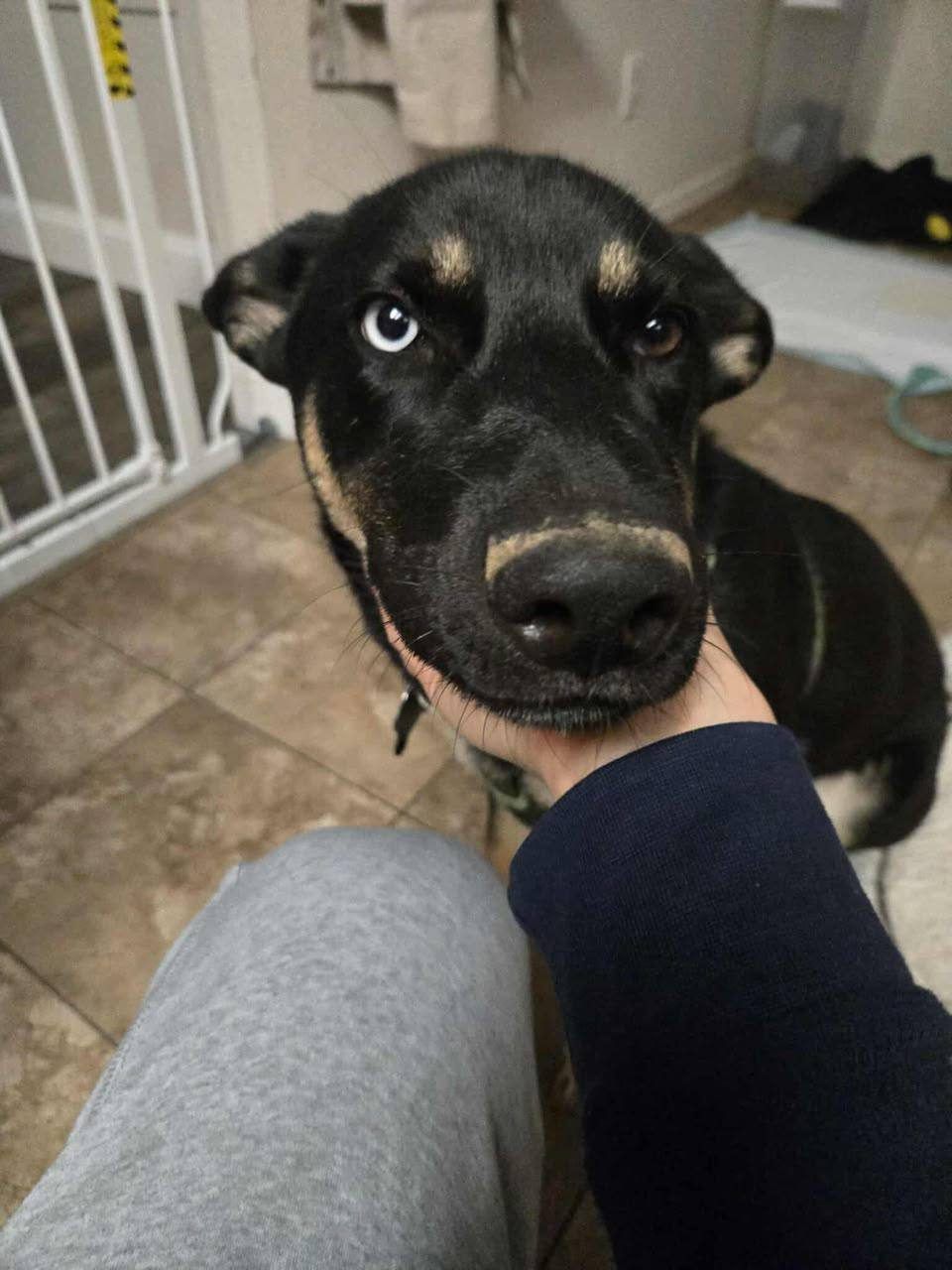 Black & Tan adult german shepherd Female - Freya from Jessica Shepherds