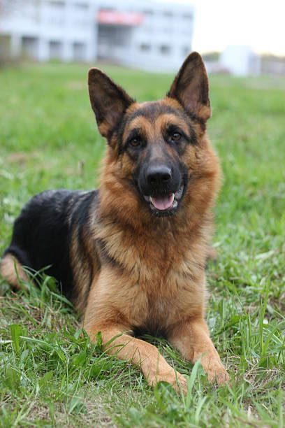 Black & Tan adult german shepherd Male - Hugo from Jessica Shepherds