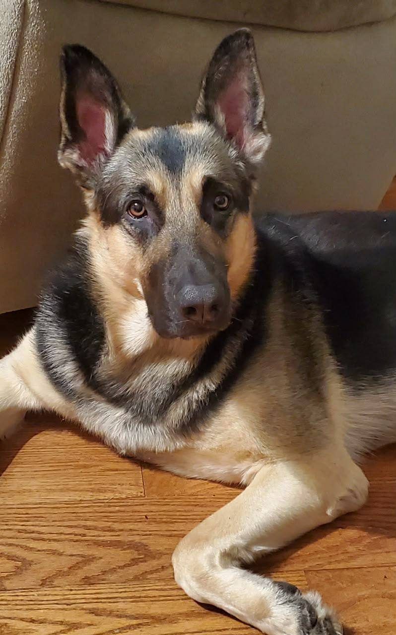 Black & Tan adult german shepherd Male - Kaiser from Jessica Shepherds