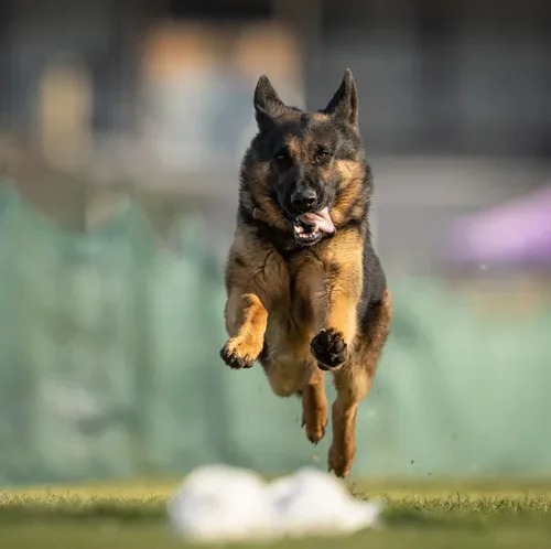 Black & Tan adult german shepherd Male - Titan from Jessica Shepherds