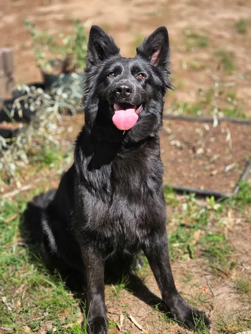 Solid Black adult german shepherd Male - Vader from Jessica Shepherds