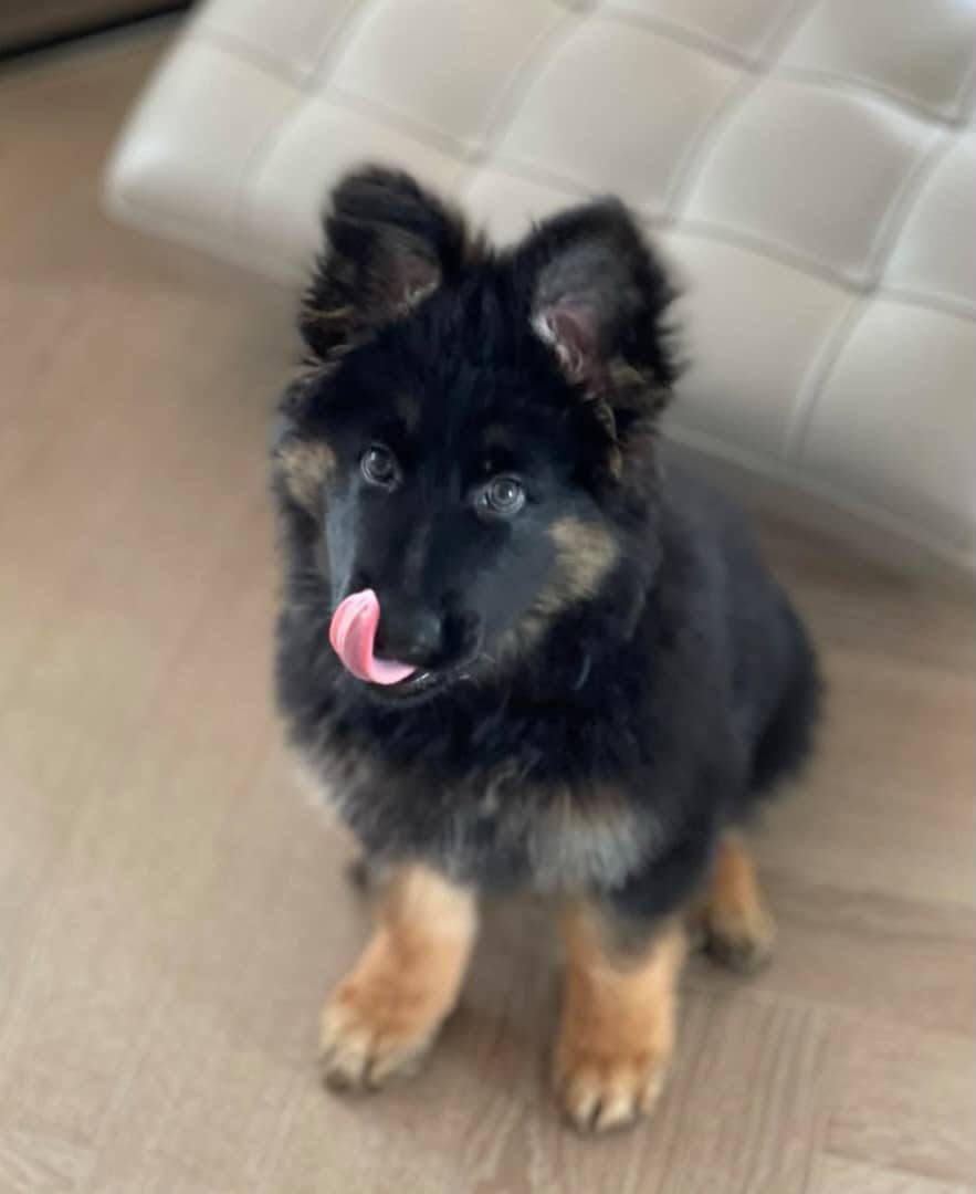 Black & Tan german shepherd puppy for sale - Luna from Jessica Shepherds