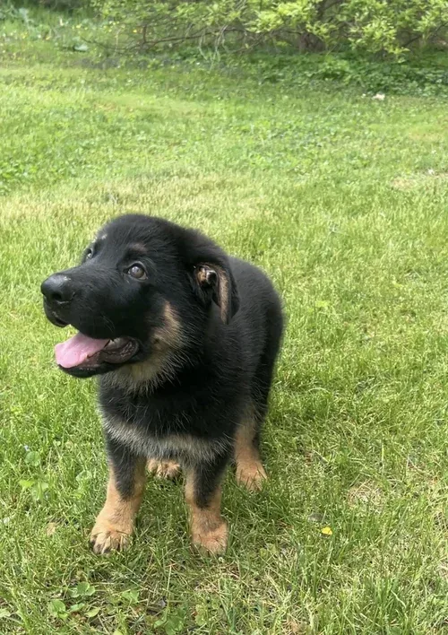 German shepherd puppy raised by Jessica Shepherds