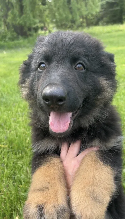 Dark Sable Long-Coat german shepherd puppy for sale - Bear from Jessica Shepherds
