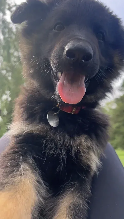 Bear photo 2