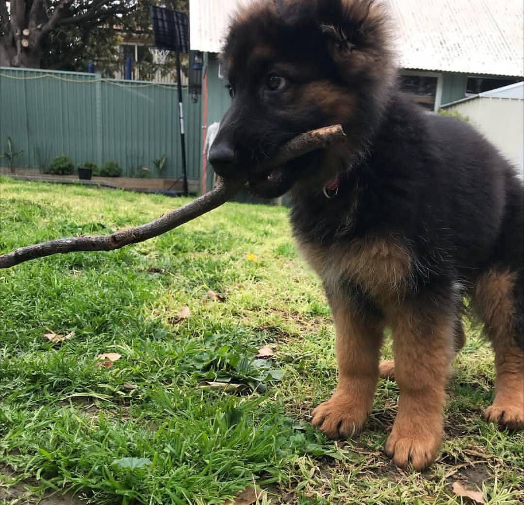 Black & Tan german shepherd puppy for sale - Duke from Jessica Shepherds