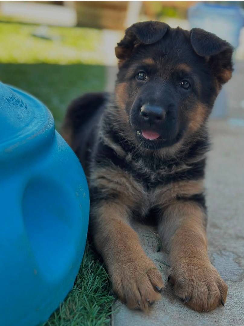 Black & Tan german shepherd puppy for sale - Jasper from Jessica Shepherds
