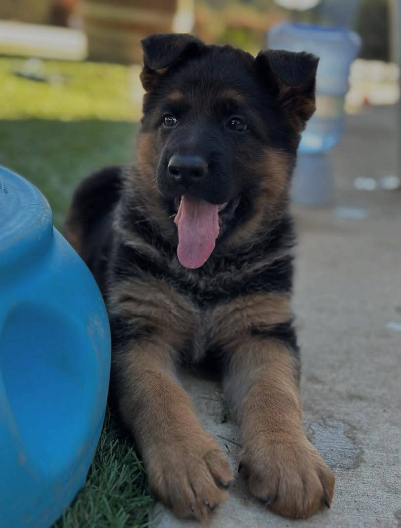 Jasper photo 2