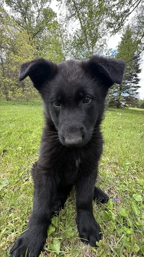 Solid Black german shepherd puppy for sale - Midnight from Jessica Shepherds