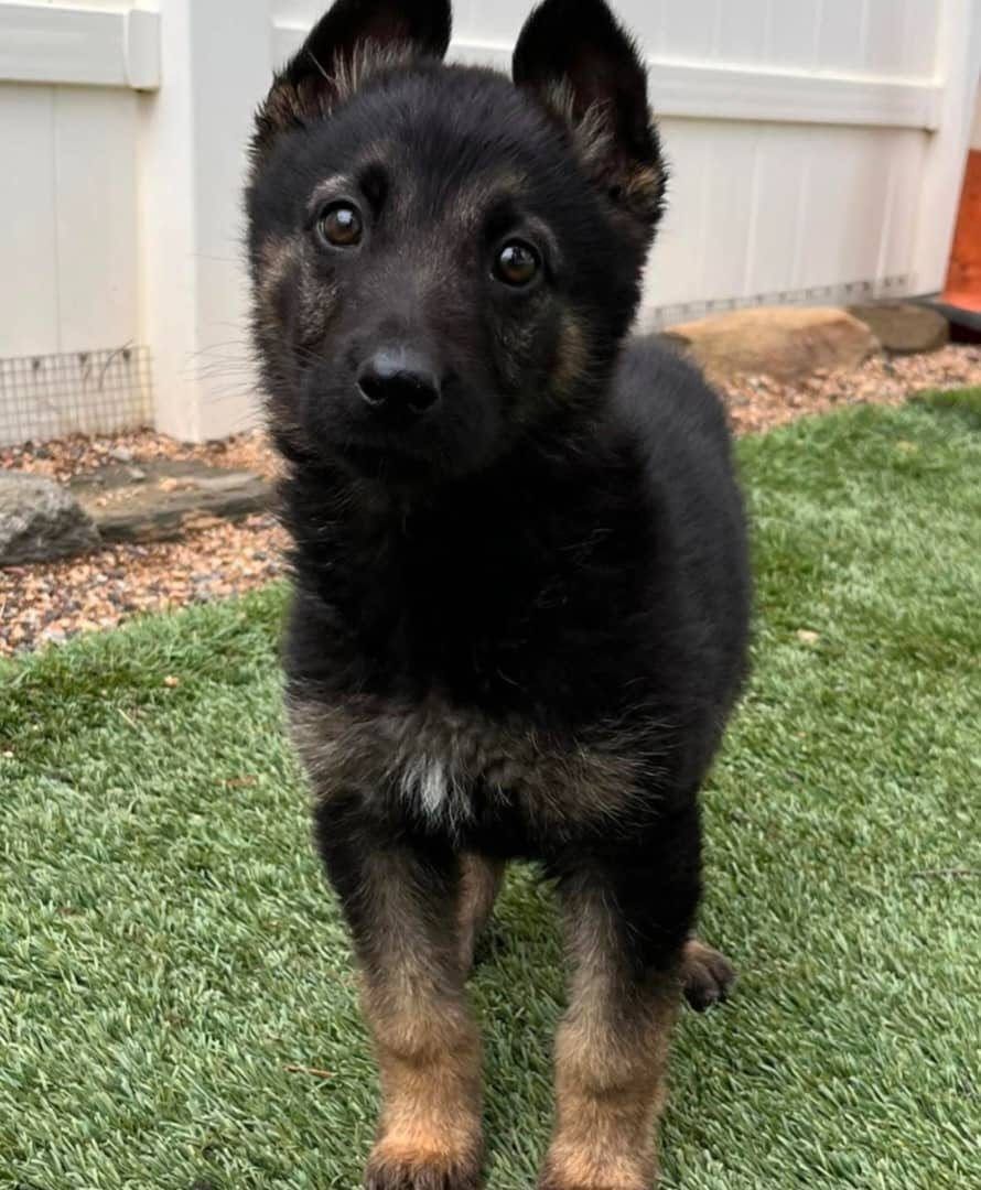 Black & Tan german shepherd puppy for sale - Valor from Jessica Shepherds