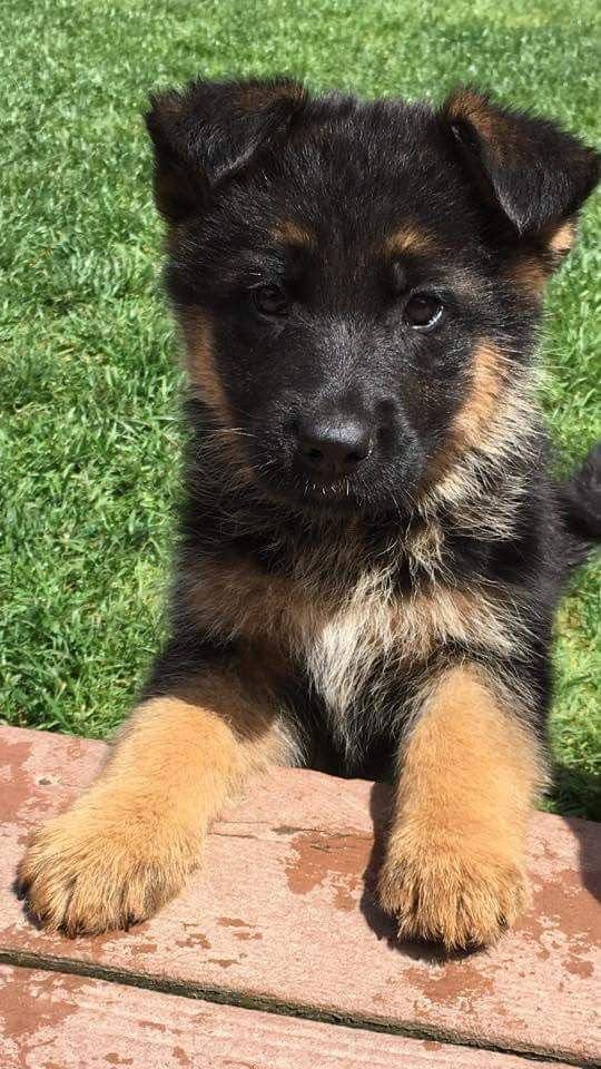 Black & Tan german shepherd puppy for sale - Winston from Jessica Shepherds