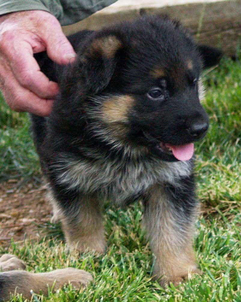 Winston photo 2