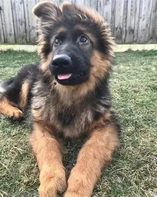 Long-Coat Black & Tan german shepherd puppy for sale - Xena from Jessica Shepherds